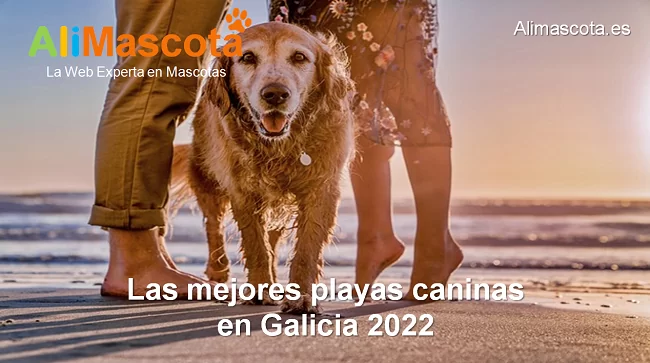 tinta mezcla inquilino Las mejores playas caninas en Galicia 2023 - ALIMASCOTA.ES