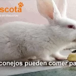 los conejos pueden comer patatas