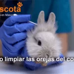 cómo limpiar las orejas del conejo