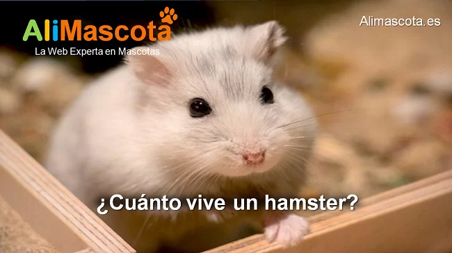 cuánto vive un hamster