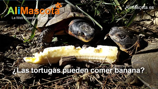 las tortugas pueden comer banana