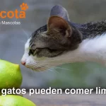 los gatos pueden comer limón