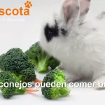 los conejos pueden comer brócoli