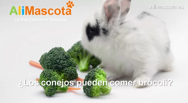 los conejos pueden comer brócoli