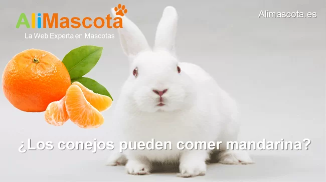 los conejos pueden comer mandarina