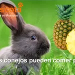 los conejos pueden comer piña