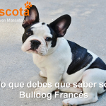 todo sobre el bulldog francés