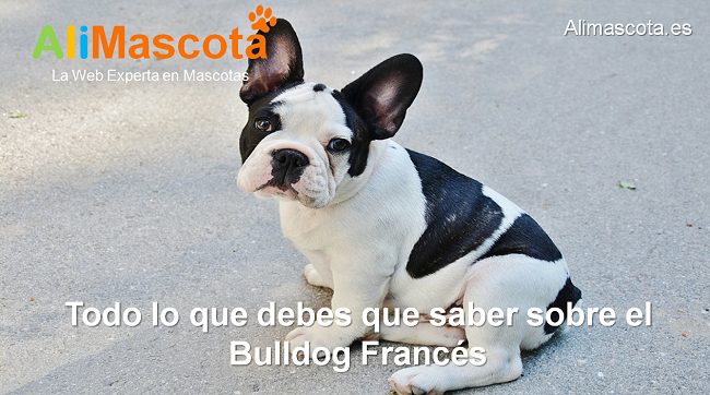 todo sobre el bulldog francés