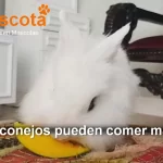 los conejos pueden comer mango