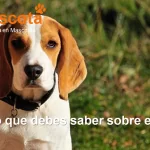 raza de perro Beagle historia características salud comportamiento