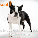 raza de perro Boston Terrier historia características salud comportamiento