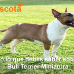 raza de perro Bull Terrier Miniatura historia caracteristicas salud comportamiento