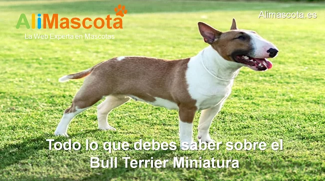 raza de perro Bull Terrier Miniatura historia caracteristicas salud comportamiento
