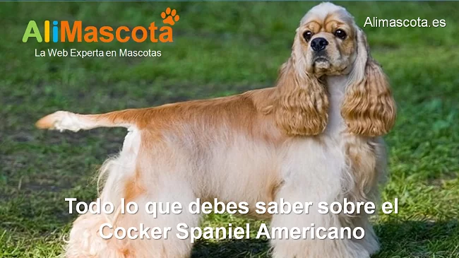 raza de perro Cocker Spaniel Americano historia características salud comportamiento
