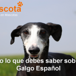 raza de perro Español historia caracteristicas salud comportamiento