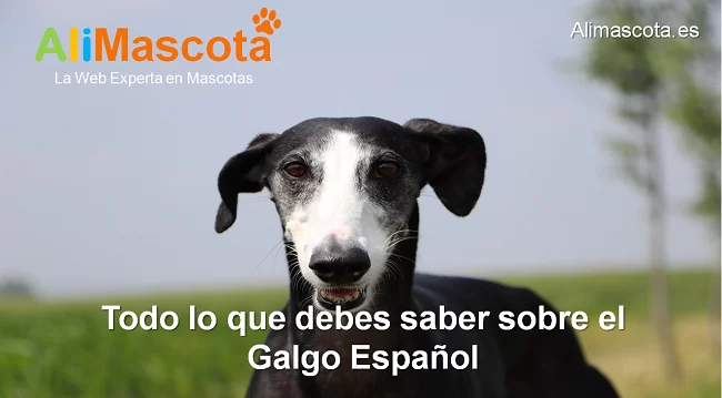 raza de perro Español historia caracteristicas salud comportamiento
