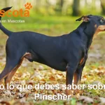 raza de perro pinscher historia características salud comportamiento