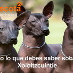 raza de perro Xoloitzcuintle historia caracteristicas salud comportamiento