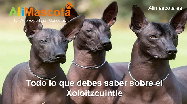 raza de perro Xoloitzcuintle historia caracteristicas salud comportamiento
