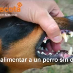 cómo alimentar a un perro sin dientes