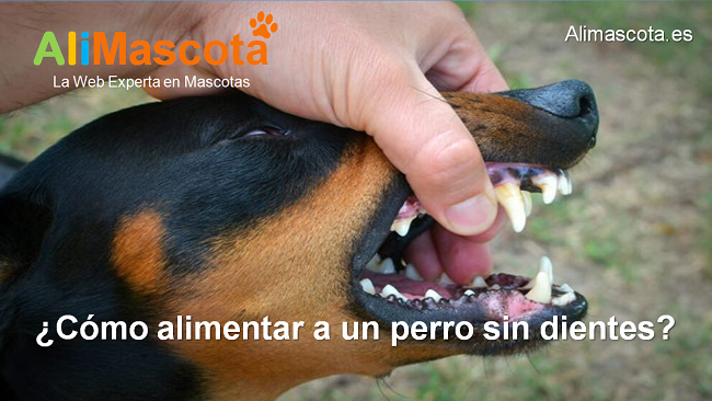 cómo alimentar a un perro sin dientes