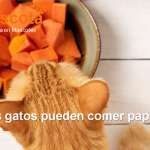 los gatos pueden comer papaya