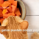 los gatos pueden comer papaya
