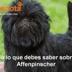 raza-de-perro-Affenpinscher-historia-caracteristicas-salud-comportamiento