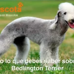 raza de perro Bedlington Terrier historia características salud comportamiento
