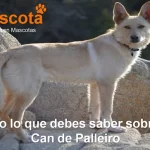 raza-de-perro-Can-de-Palleiro-historia-caracteristicas-salud-comportamiento