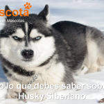 raza-de-perro-Husky-Siberiano-historia-caracteristicas-salud-comportamiento
