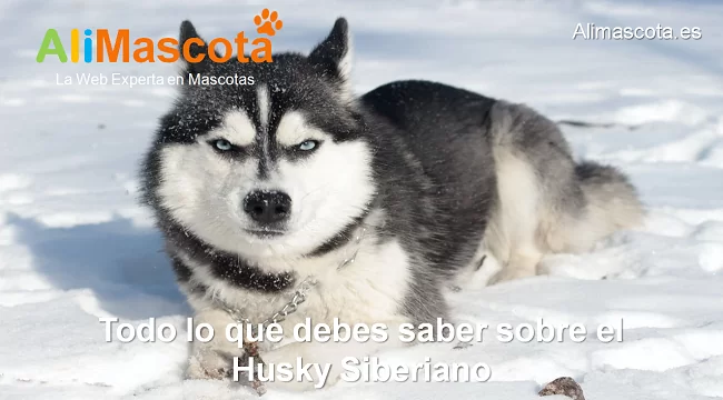 raza-de-perro-Husky-Siberiano-historia-caracteristicas-salud-comportamiento