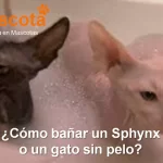 cómo bañar un gato Sphynx o gato sin pelo