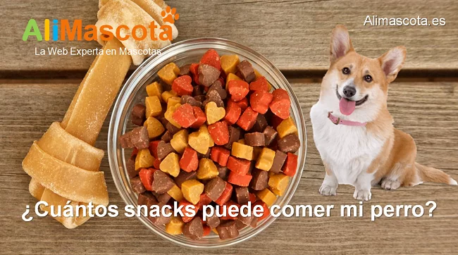 cuántos snacks pueden comer mi perro