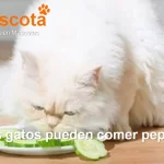 los gatos pueden comer pepino