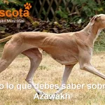 raza de perro Azawakh historia características salud comportamiento