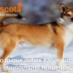 raza de perro Lundehund Noruego historia características salud comportamiento
