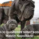 raza de perro Mastín Napolitano historia características salud comportamiento