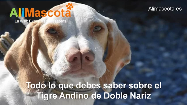 raza de perro Tigre Andino de Doble Nariz historia características salud comportamiento