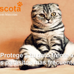 consejos protección de los gatos contra los parásitos
