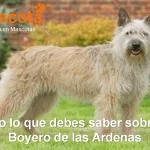 raza de perro Boyero de las Ardenas historia características salud comportamiento