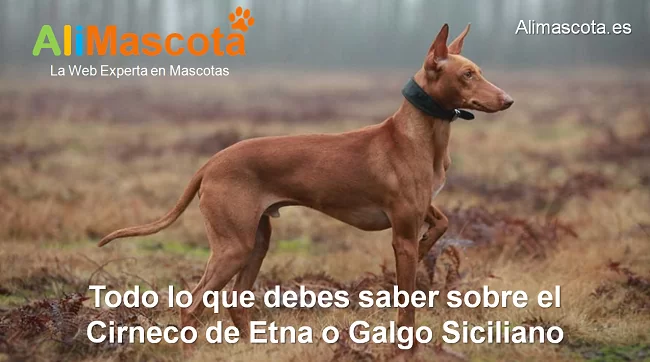 raza de perro Cirneco de Etna Galgo Podenco Siciliano historia características salud comportamiento