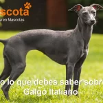 raza de perro Galgo Italiano Lebrel historia características salud comportamiento