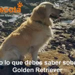 raza de perro Golden Retriever historia características salud comportamiento