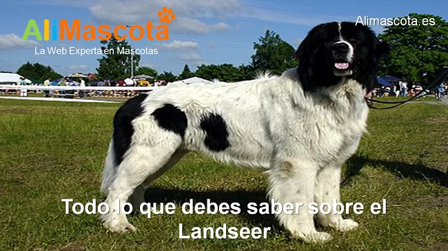 raza de perro Landseer historia características salud comportamiento