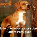 raza de perro Puntero Portugués historia características salud comportamiento