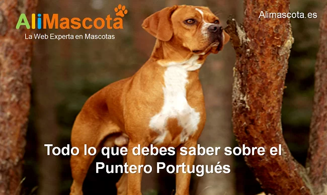 raza de perro Puntero Portugués historia características salud comportamiento