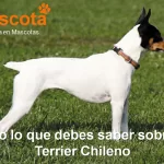 raza de perro Terrier Chileno historia características salud comportamiento