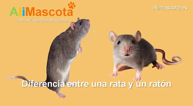 Diferencia entre una rata y un ratón