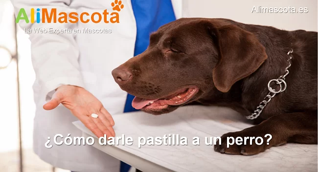 cómo darle pastilla a un perro